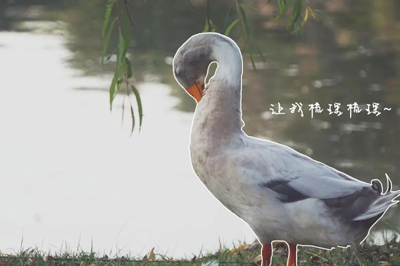 開(kāi)學(xué)了，一起來(lái)尋找校園里隱藏的小驚喜吧